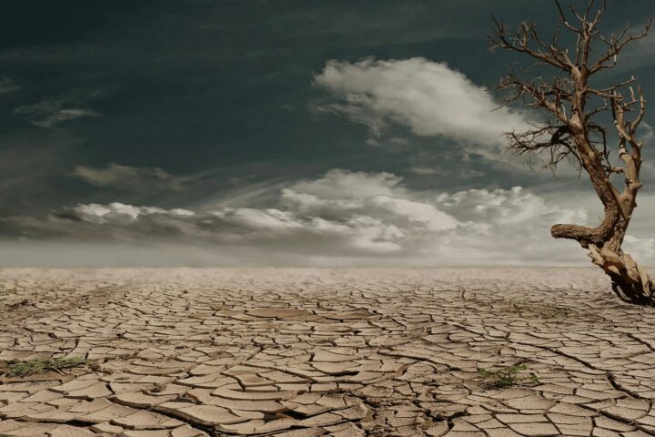 A solitary tree stands against a cracked, arid landscape under a cloudy sky, illustrating drought and desertification.
